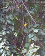 Image of Black-necked Weaver