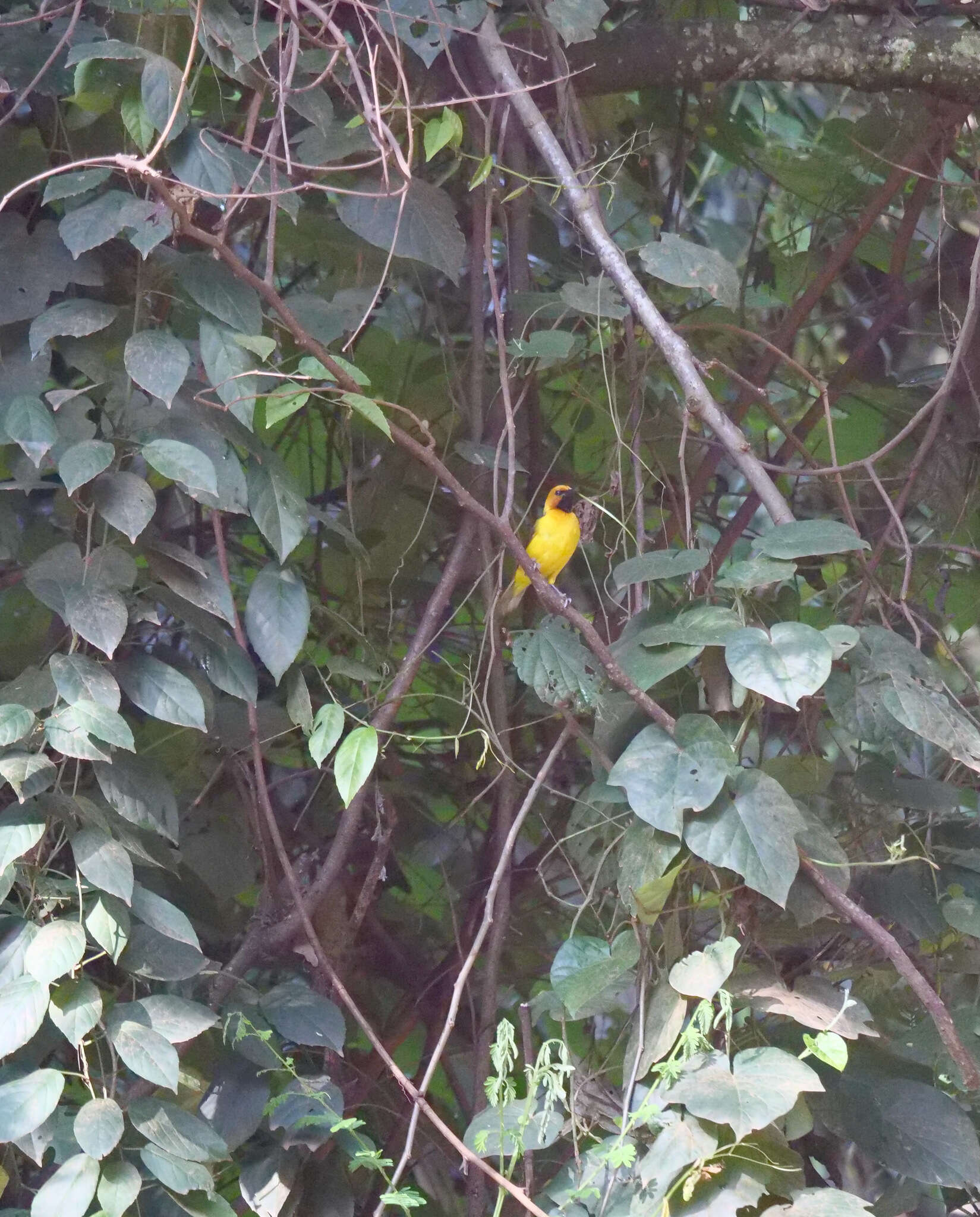 Image of Black-necked Weaver