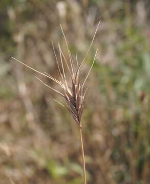 Image of mosquitograss