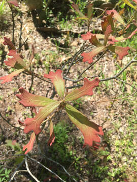 Imagem de Quercus marilandica (L.) Münchh.