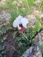 Image of Iris iberica Steven