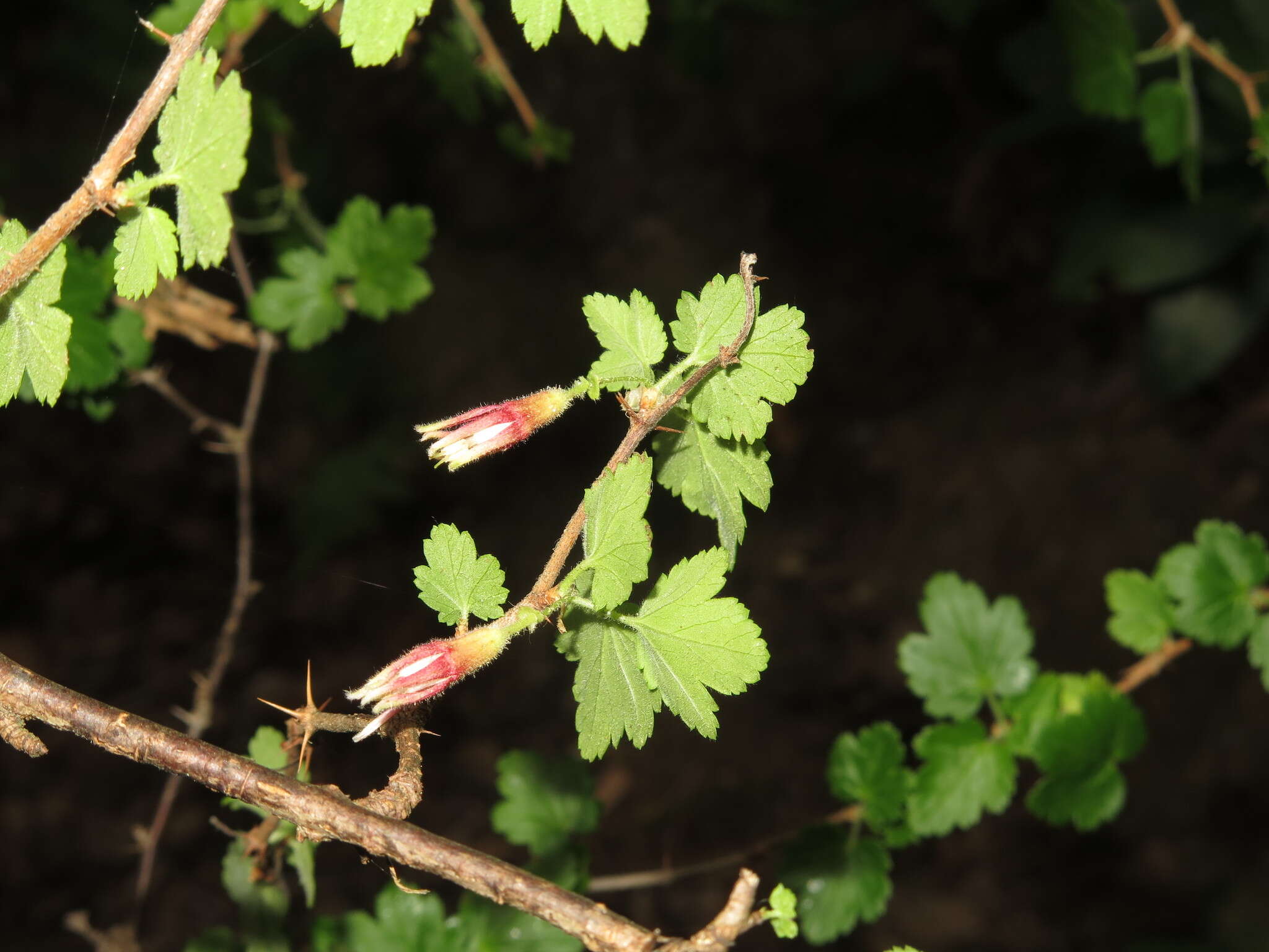 Image of Santa Cruz gooseberry