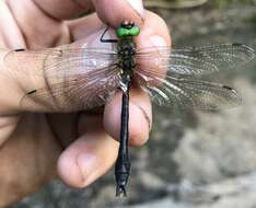 Image of Downy Emerald