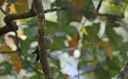 Image of Stripe-breasted Woodpecker