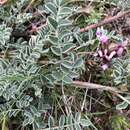 Image of browse milkvetch