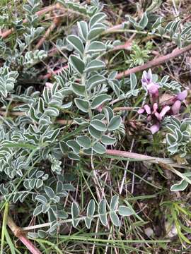 Image of browse milkvetch