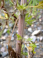 Image de Artemisia sieversiana Ehrh. ex Willd.