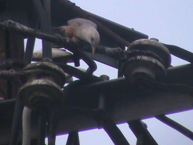 Image of Malabar Starling