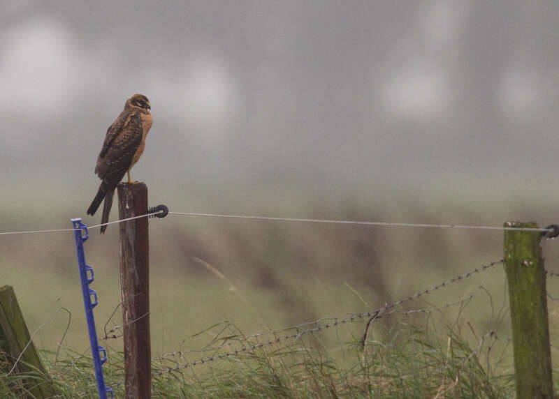 Image of Pallid Harrier