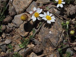 Anthemis arvensis subsp. incrassata (Loisel.) Nym. resmi