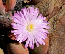 Plancia ëd Cerochlamys pachyphylla (L. Bol.) L. Bol.