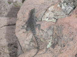 Image of Sceloporus jarrovii jarrovii Cope 1875