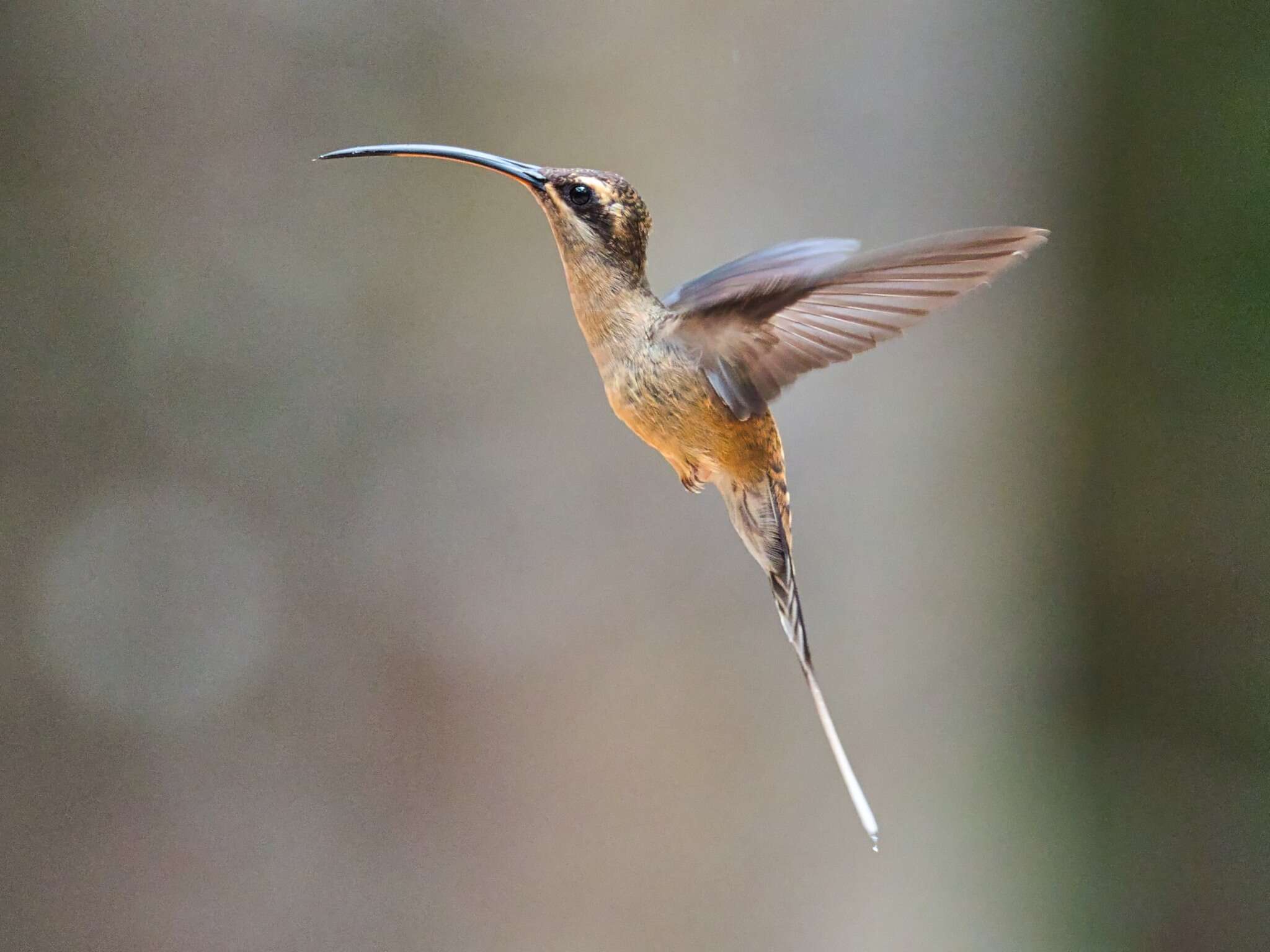 Phaethornis superciliosus (Linnaeus 1766) resmi