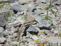 Image of Scale-throated Earthcreeper