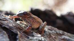 Imagem de Litoria everetti (Boulenger 1897)