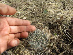 Imagem de Mammillaria zephyranthoides Scheidw.