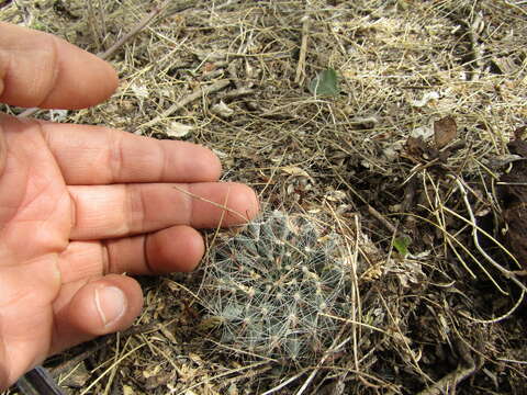 Image of Mammillaria zephyranthoides Scheidw.