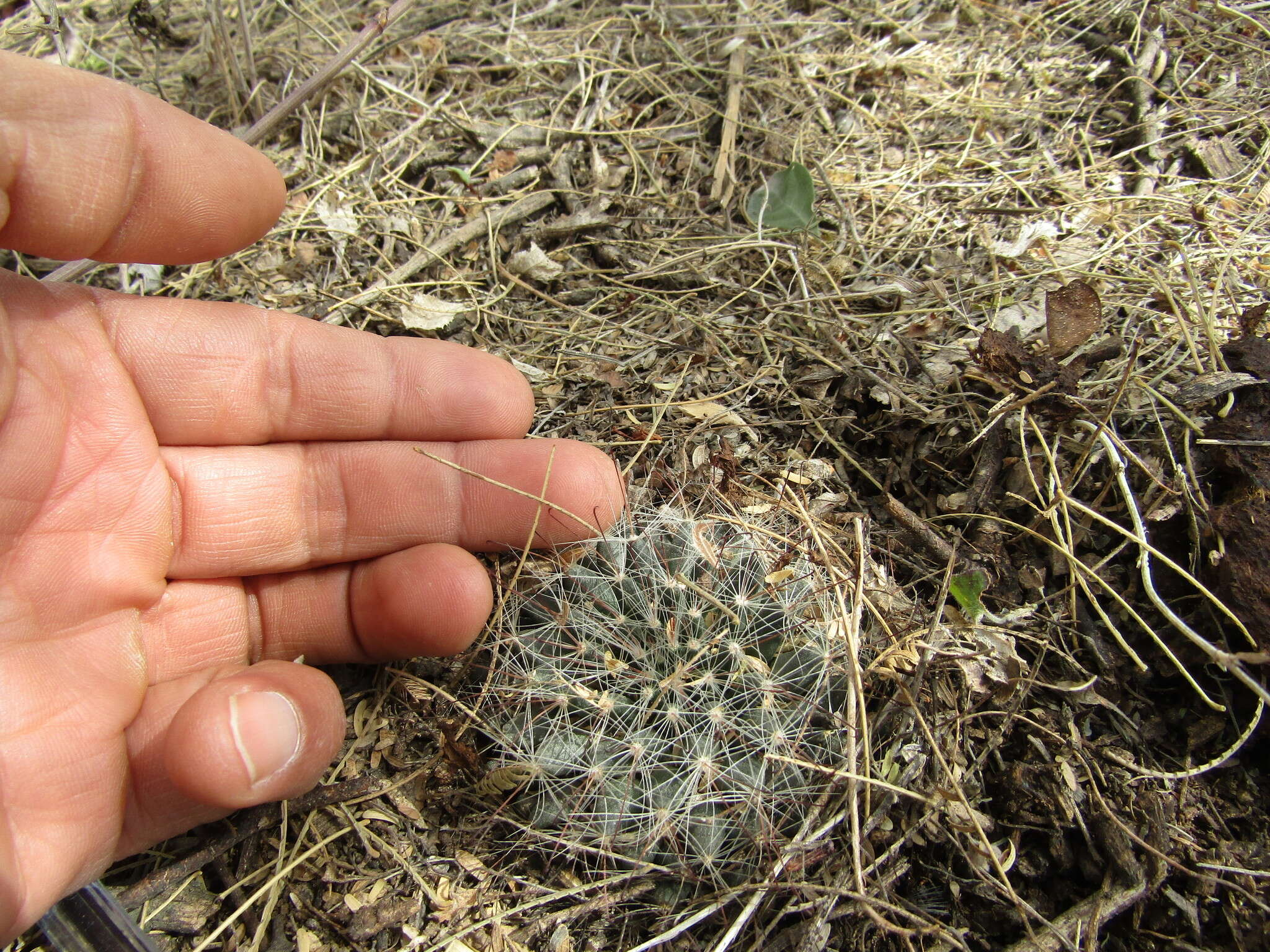 Imagem de Mammillaria zephyranthoides Scheidw.