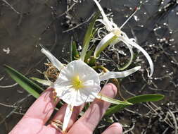 Image of spring spiderlily