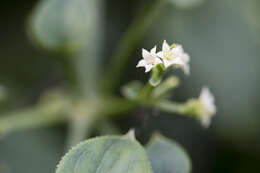 Image of Rubia argyi (H. Lév. & Vaniot) H. Hara ex Lauener