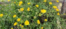 Image of Calendula suffruticosa Vahl