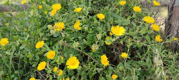 Image of Calendula suffruticosa Vahl