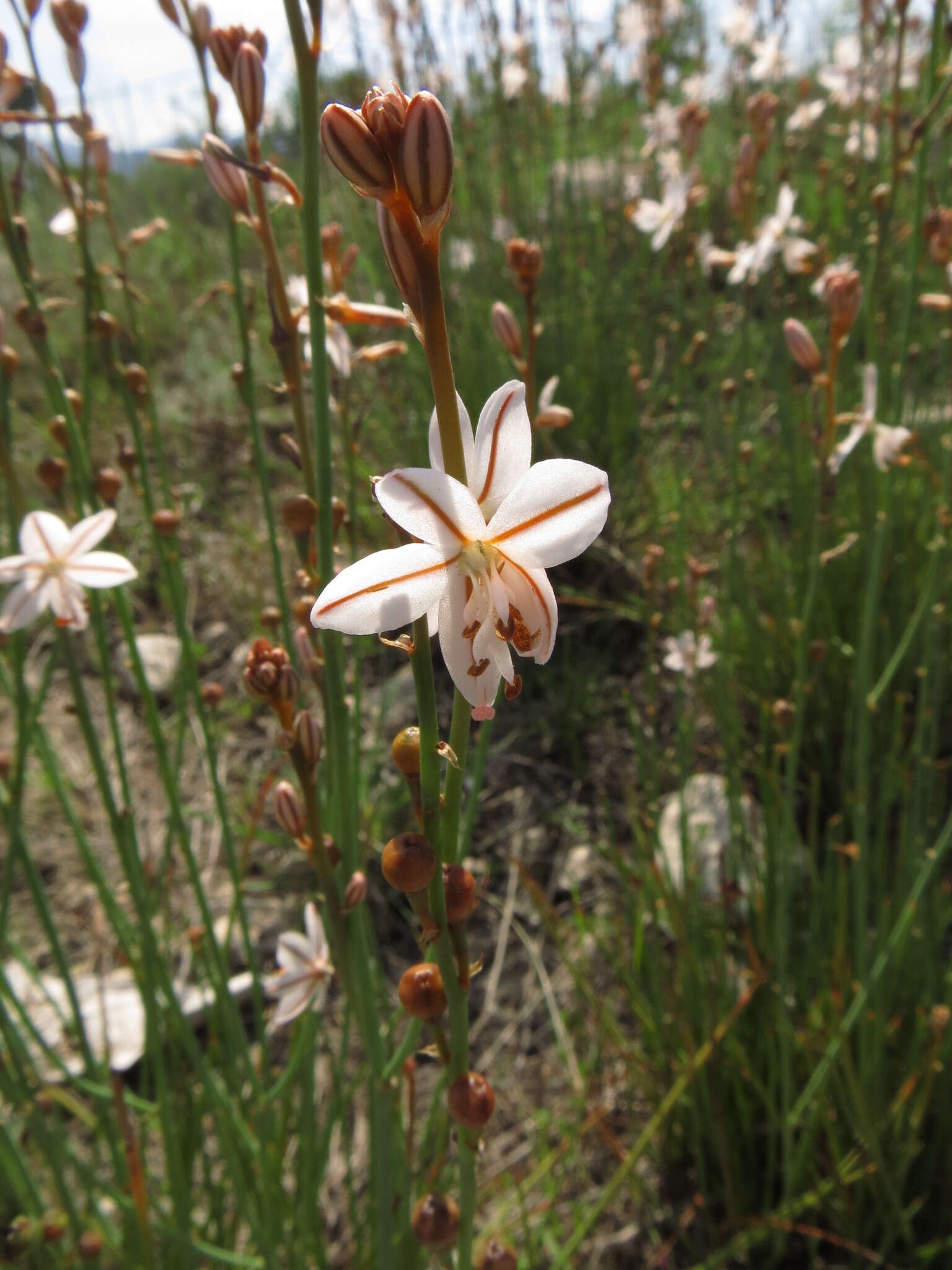 Image of onionweed