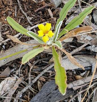 Image of Goodenia willisiana R. Carolin