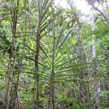 Image of wildcane