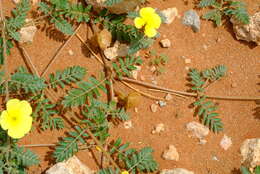 Image of Tribulus pentandrus var. pterophorus (Presl) P. Singh & V. Singh