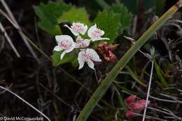 Image of Xanthosia rotundifolia DC.