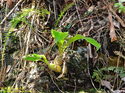 Eria scabrilinguis Lindl.的圖片