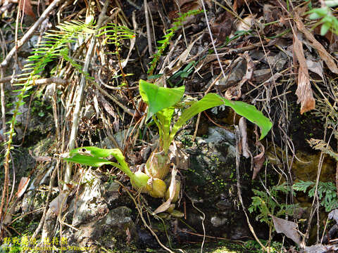 Image de Eria scabrilinguis Lindl.