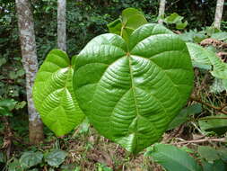 Image de Manniophyton fulvum Müll. Arg.