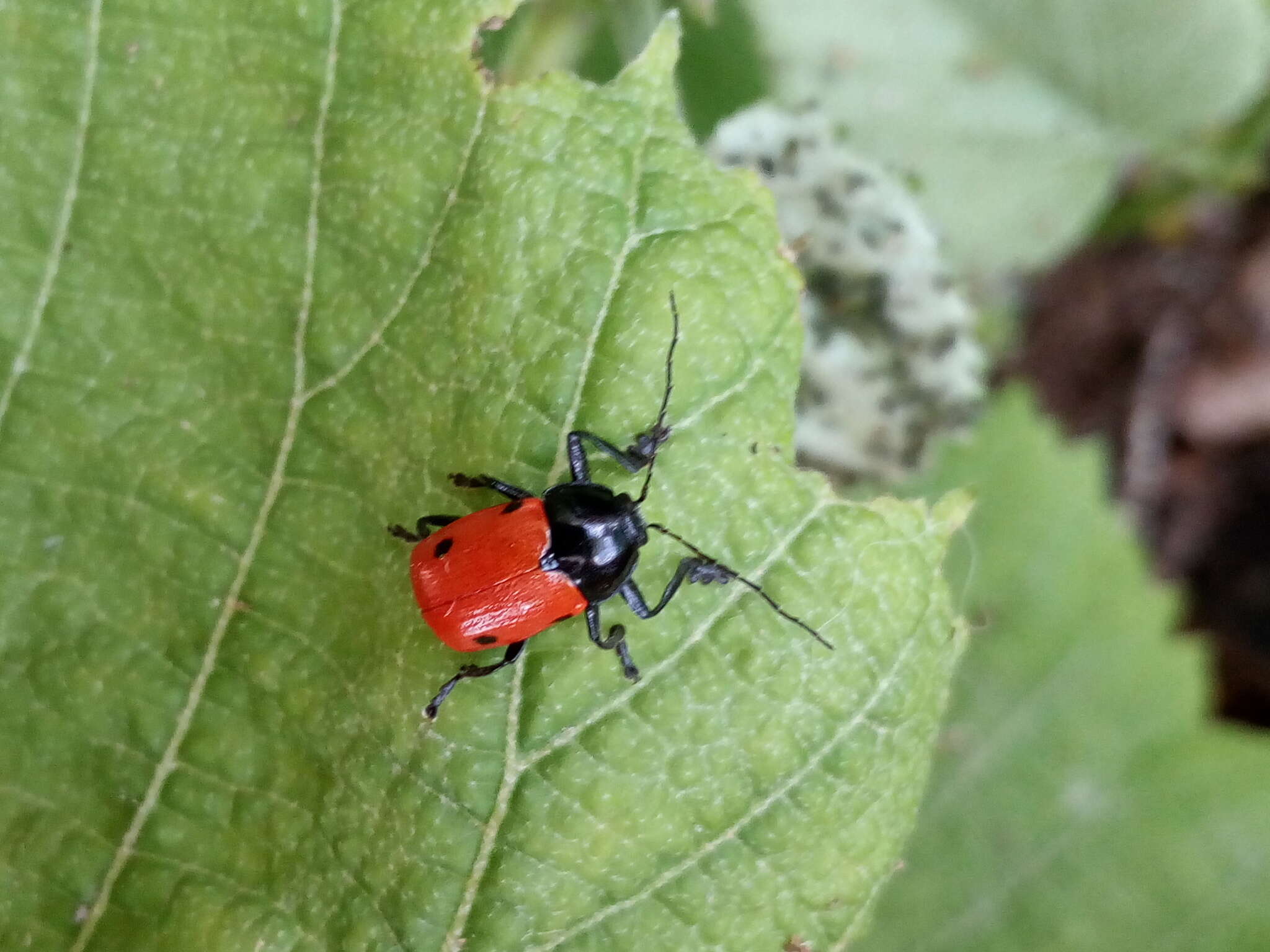 <i>Cryptocephalus loreyi</i> resmi