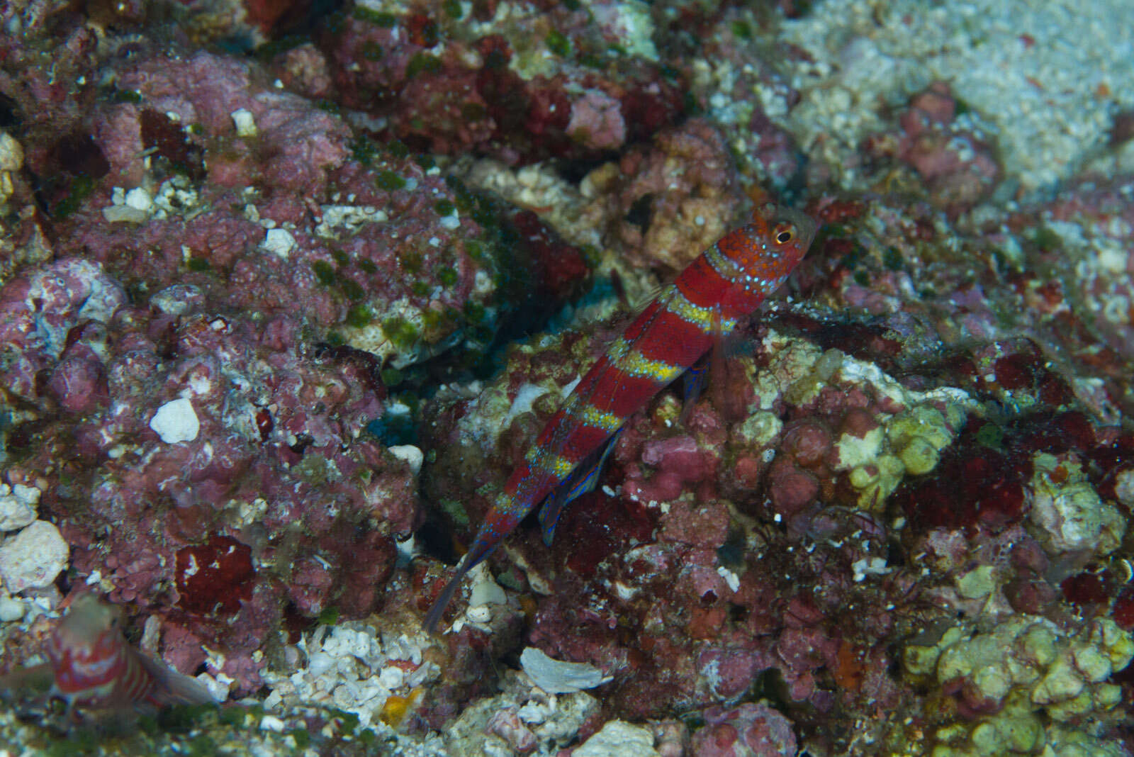 Image of Gorgeous prawn goby