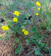 Image of Potentilla evestita Wolf