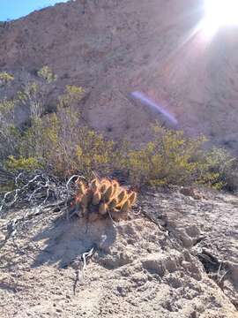 Echinopsis strigosa (Salm-Dyck) H. Friedrich & G. D. Rowley resmi