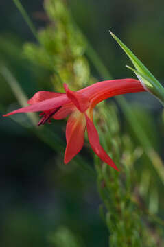 Imagem de Gladiolus priorii (N. E. Br.) Goldblatt & M. P. de Vos