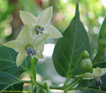 Image of Capsicum frutescens L.