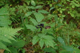 Image of Baneberry