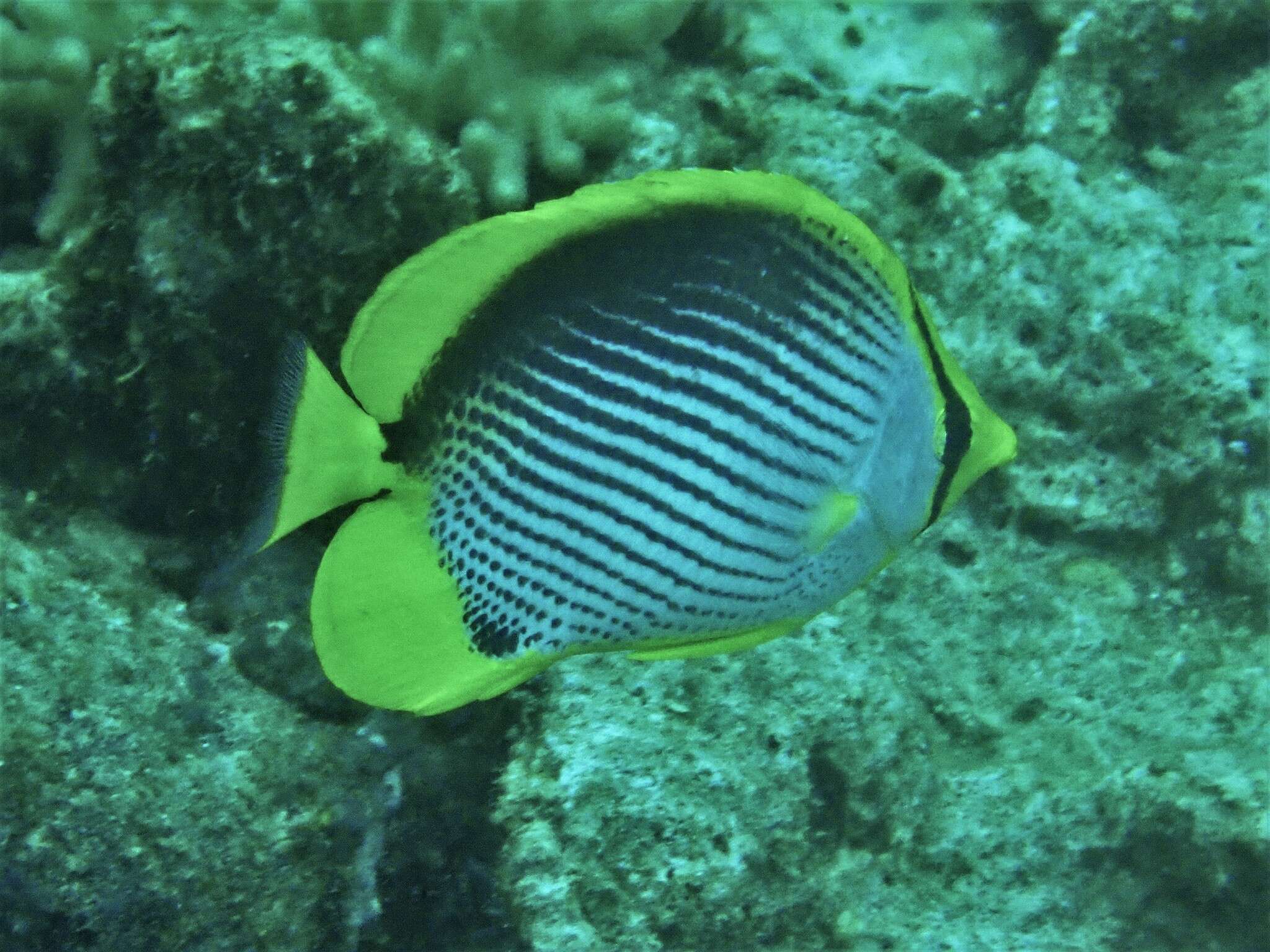 Image of Black-back Butterflyfish