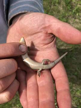 Image of Northern Prairie Skink