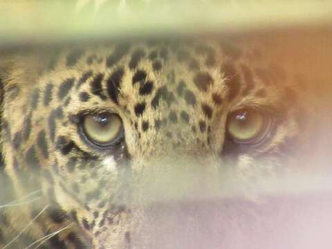 Image of Indian leopard