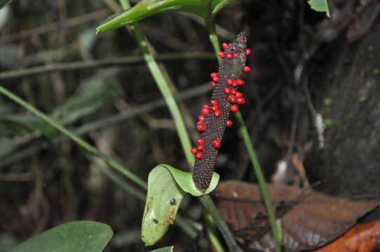 Image of Anthurium ravenii Croat & R. A. Baker