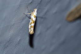 Image de Argyresthia calliphanes Meyrick 1913