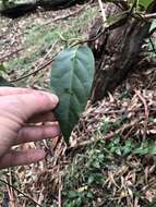 Image of Parsonsia purpurascens J. B. Williams