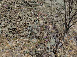 Image of Antirrhinum vexillocalyculatum Kellogg