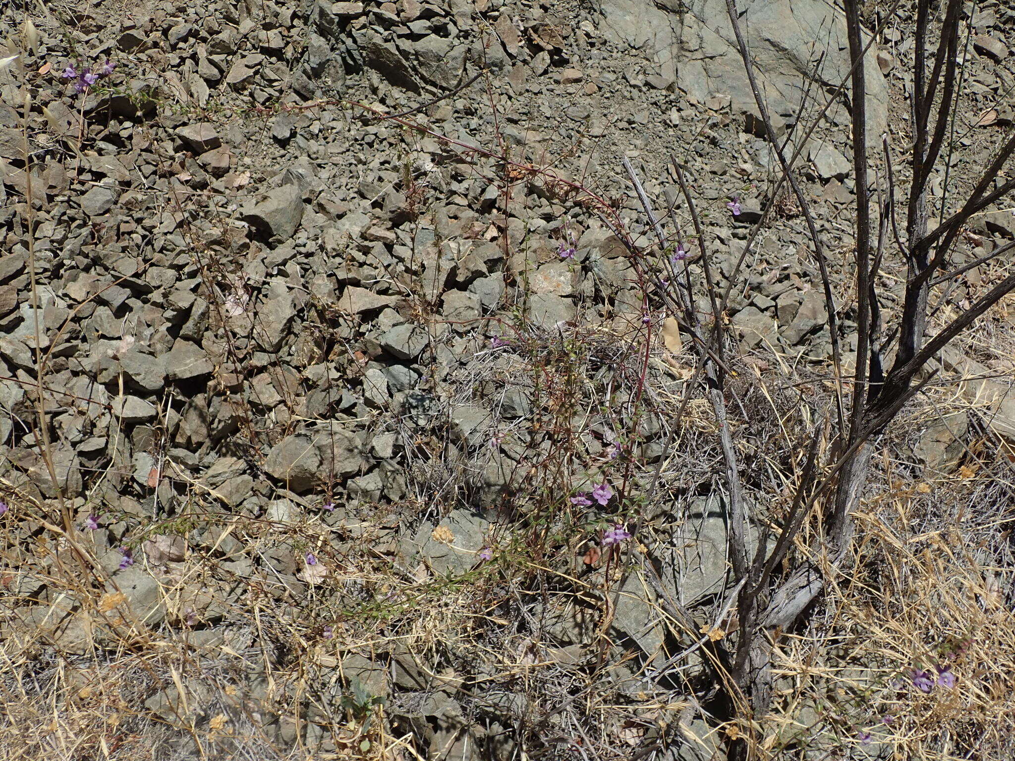 Image of Antirrhinum vexillocalyculatum Kellogg