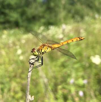 Image of spotted darter